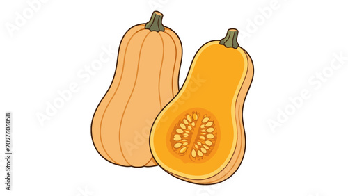 Fotografie Whole and halved butternut squash vector illustration