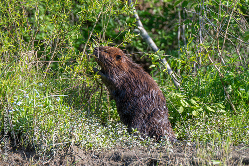 Fotografie A beaver is seen in its natural habitat, nibbling on green branches surrounded by lush vegetation