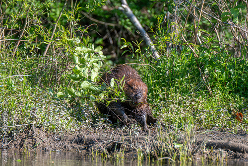 Obraz na plátne Beaver Chewing Branch on Riverbank Among Green Vegetation Wildlife Feeding in We