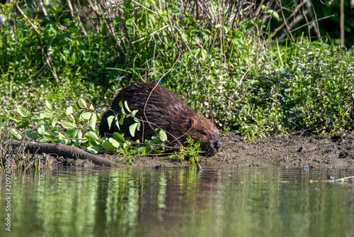 Fotografie American Beaver Feeding on Riverbank Vegetation in Sunny North American Wetland