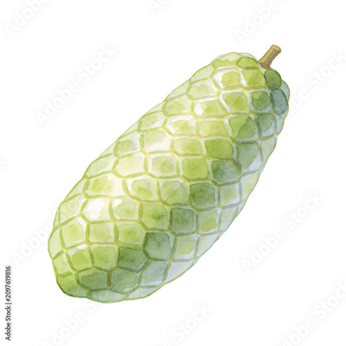 Fotografie Custard Apple Fruit Watercolor: A single, ripe custard apple depicted in watercolor, showcasing its unique segmented green skin and sweet, creamy flesh within