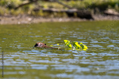 Foto Beaver Swimming in Calm Water Carrying Branch With Bright Green Leaves in Natura