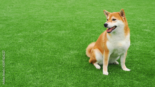 Fotografie Cute Shiba Inu dog sitting on green artificial grass playground and looking asid
