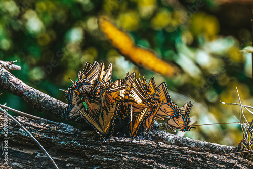 Obraz na plátne A group of swallowtail butterflies gather closely on a fallen log