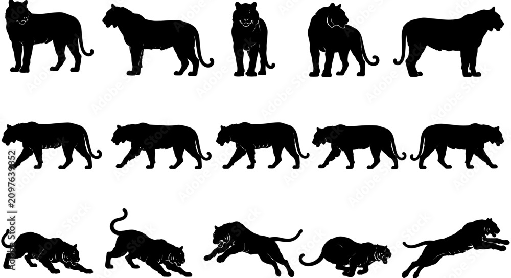 Obraz premium Black tiger silhouette vector set, wild cat icons, standing walking jumping pouncing predator wildlife collection, isolated animal symbols for design. 