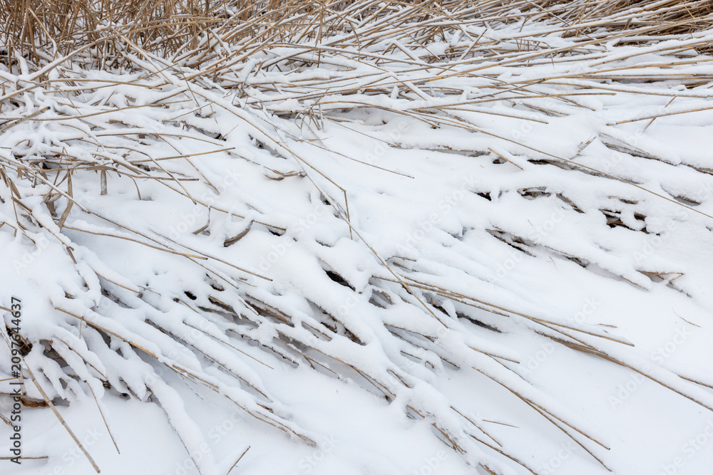 Obraz premium A close-up winter landscape of dry reeds and grasses partially buried under fresh white snow, abstract natural winter background photo