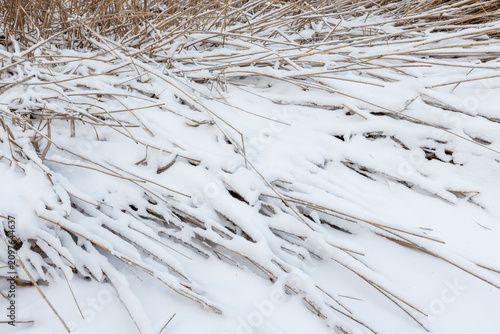 A close-up winter landscape of dry reeds and grasses partially buried under fresh white snow, abstract natural winter background photo