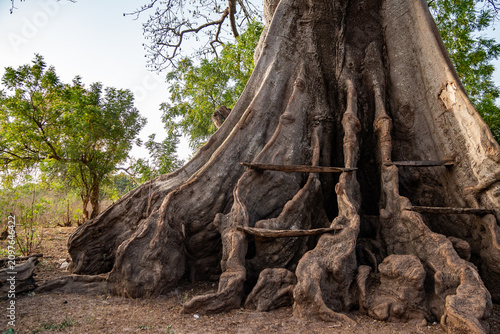 An old tree in the Gambia