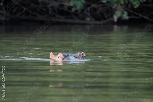 Foto A happy hippo in the river Gambia.