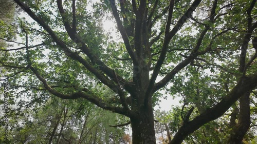 Exploring Brocéliande Forest in France