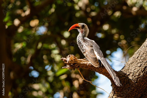 Red-billed hornbill in Bijilo Forest, The Gambia.