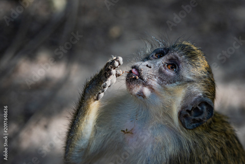 Fotografía The green monkey in the Bijilo Forest Park in the Gambia