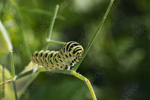 Fotografie chenille Machaon vorace