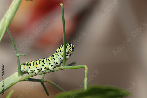 Obraz na płótnie Machaon sur brindille
