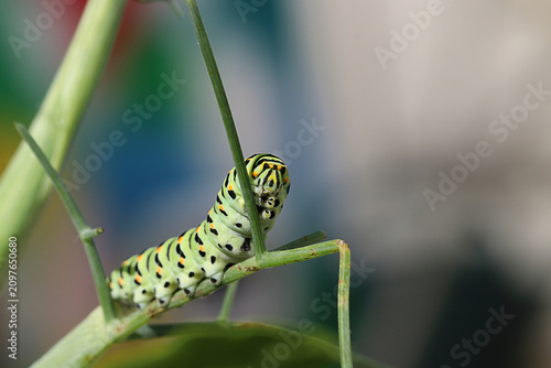 Canvas Print Machaon chenille