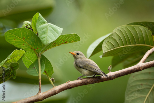 Pale-billed Flowerpecker (Dicaeum erythrorhynchos) perched on a branch.