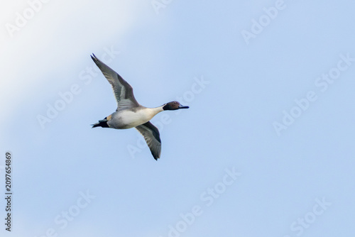 Photography Northern pintail drake flying overhead