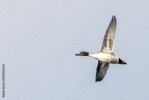 Photography Northern pintail drake wings raised