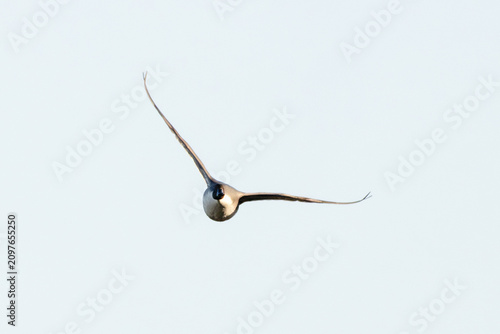Canvas Print Northern pintail in flight