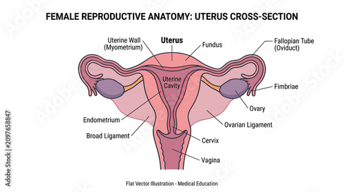 Obraz na plátně Female Reproductive System Anatomy: Uterus Cross-Section Diagram