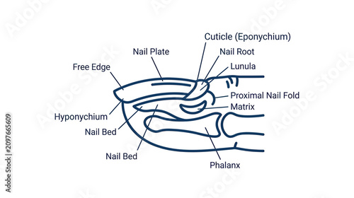 Cuadro en lienzo Anatomy of a Human Fingernail: Detailed Diagram and Labels