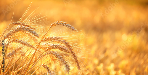 Tableau sur toile Golden ripe ears of wheat close up on field, abstract natural background