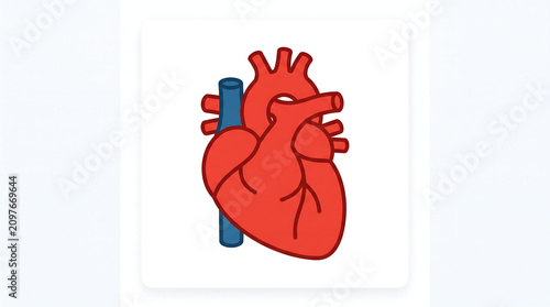 Human anatomical heart icon medical vector illustration for biology education and healthcare design