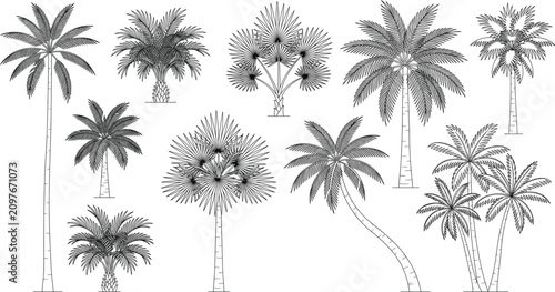 Tropical palm tree line art collection featuring coconut fan and date palms outline vector illustrations