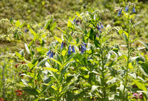 Symphytum asperum, rough comfrey or prickly comfrey growing outdoors in summer on sunny day. Blue color blossoms, back light.