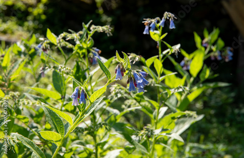 Symphytum asperum, rough comfrey or prickly comfrey growing outdoors in summer on sunny day. Blue color blossoms, back light.