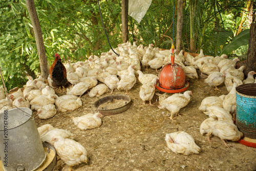 Картината върху платно High-angle view of white broiler chickens crowding around an automatic feeder in