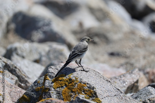 Female White wagtail (Motacilla alba, Bachstelze)