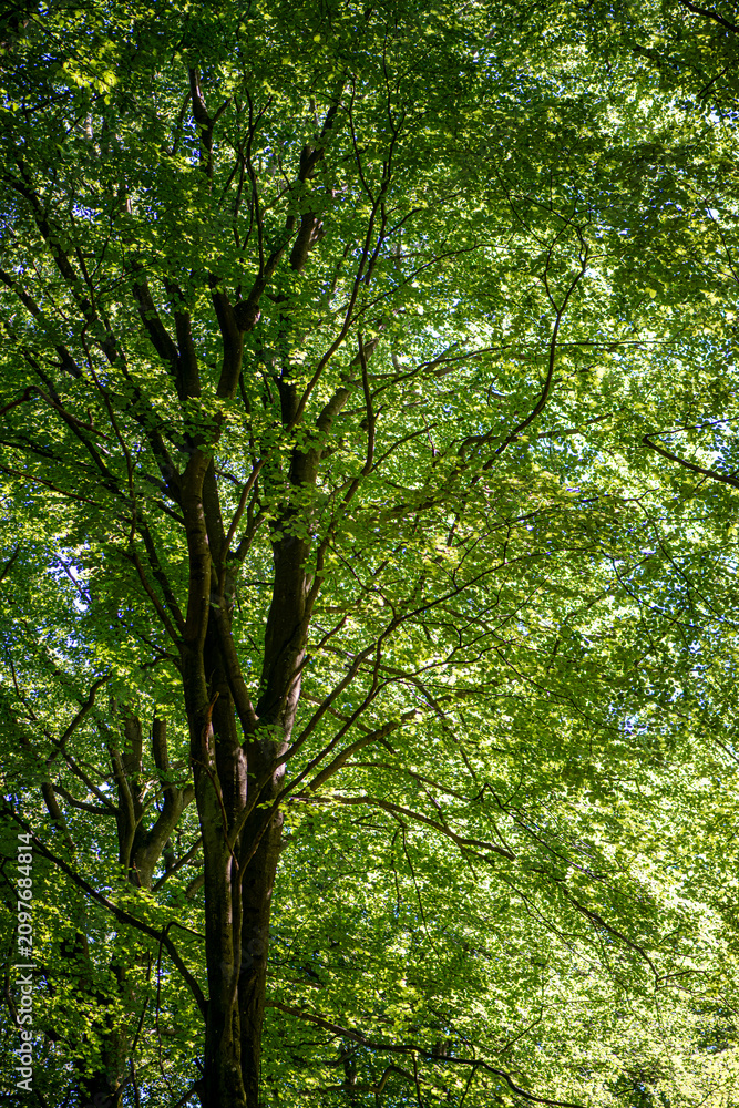 Fototapeta premium Green Tree Crown Against Bright Sky From Below
