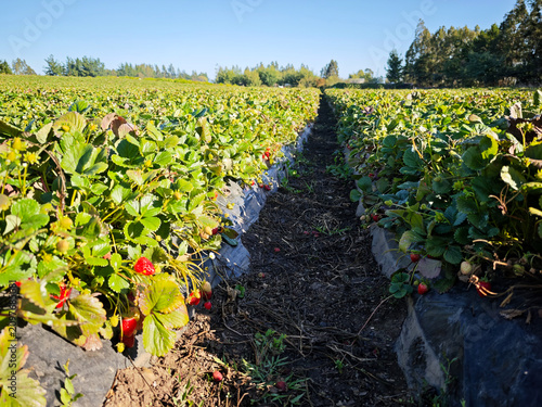 Fresh red strawberries growing in a commercial plantation in Chile
