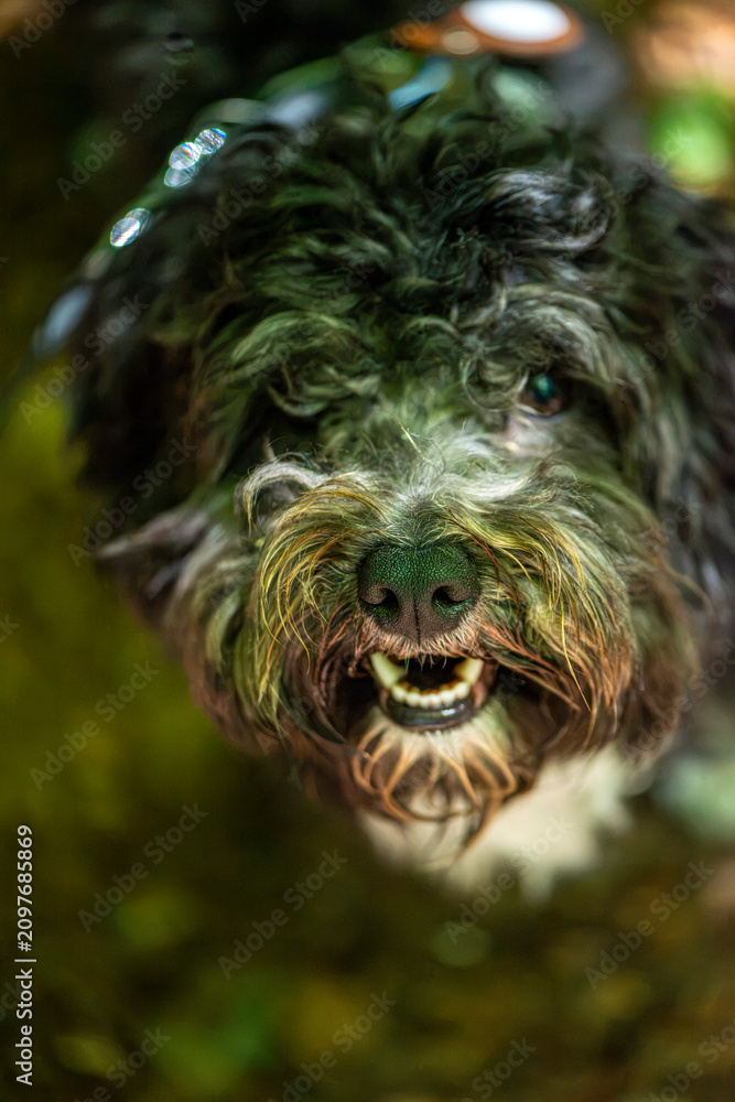 Naklejka premium Curly dog panting close-up front view in forest