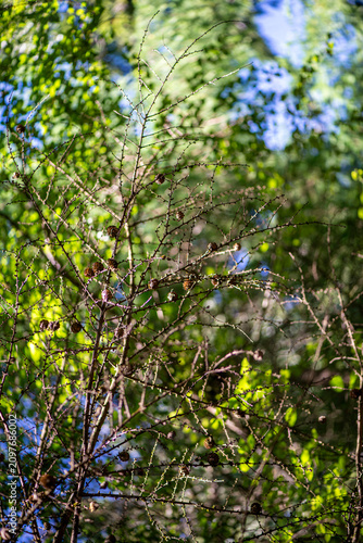 Backlit tree branches with green foliage and blue sky