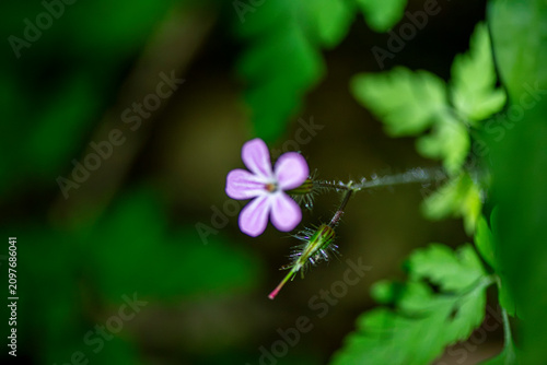 Pink wildflower close-up with soft green backdrop