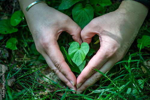 Heart Shape Hands Framing Leaf in Lush Foliage