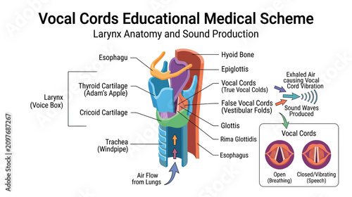 Foto Vocal Cords Anatomy and Sound Production Educational Medical Diagram