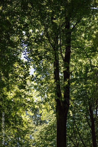 Tall Trees and Backlit Leaves in Forest Canopy