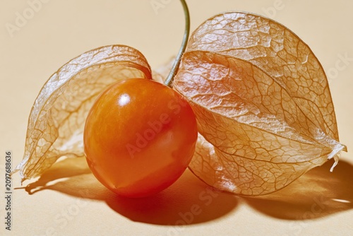 Physalis Cape Gooseberry Husk Peeled Back Orange Berry Revealed Studio Macro Vertical