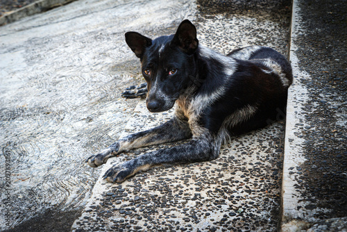 Fotografie The dog features a stunning coat with a high-contrast mix of jet-black and silvery-grey ticking, reminiscent of an Australian Cattle Dog