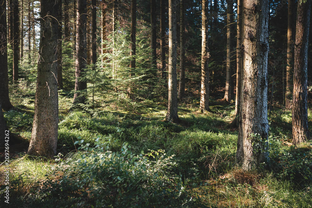 Obraz premium Woodland and Kielder Water Walk Near Mathews Lin, Northumberland, July 2026