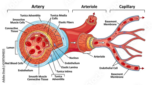 Bild auf Leinwand Diagram of Artery, Arteriole, and Capillary Cross-Section - Blood Vessel Structu