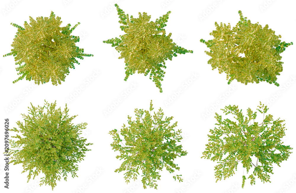 Fototapeta premium Set of Lonicera nitida Baggesens Gold tree plan, top view, cutout, transparent background, isolate, Collection of lush green bushes with intricate details