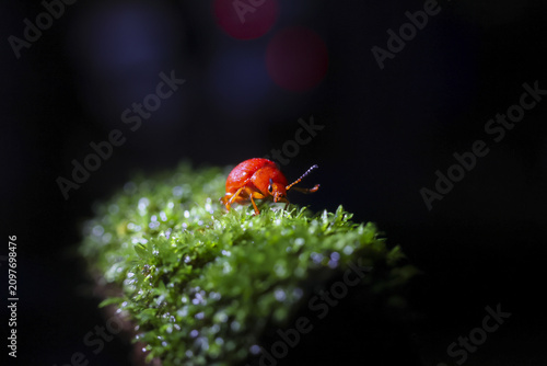 Cuadro en lienzo Red beetle perched on dewy green moss at night, vibrant orange shell contrasting