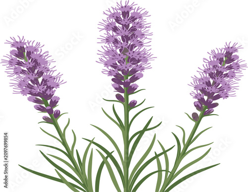 Cuadro en lienzo Liatris blazing star purple flower vector illustration, blooming dense gayfeathe