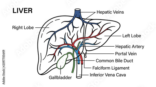 Принти на полотні Human Liver Anatomy Diagram with Labels: Gallbladder, Hepatic Veins, Artery, Ven