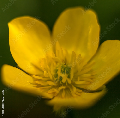 Creeping Buttercup (Ranunculus repens) Flower Close-Up in Bright Sunligh