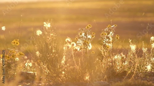Golden hour background with wild grass and yellow flowers swaying in wind. Neutral natural concept suitable for travel lifestyle sustainability backdrop or eco-friendly copy space designs.